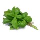 Basilic vert